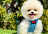 Safkan Pomeranian Boo Yavrularımız